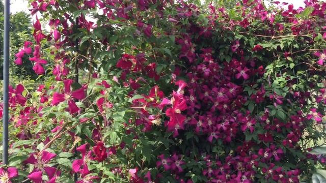 ЕСЛИ ВЫ ЛЮБИТЕ КЛЕМАТИСЫ!!! смотреть онлайн