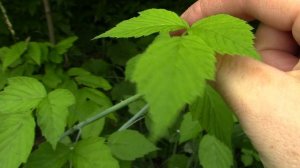 Wild Food Foraging- Raspberry Leaf Tea