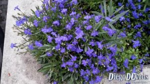 Lobelia erinus - Lobélia-azul - Edging lobelia - Garden lobelia (Lobelioideae)