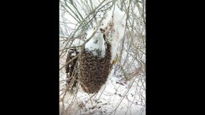 Зимовка пчел в лесу