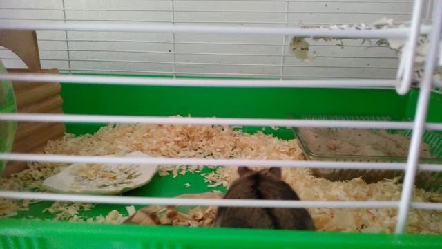 Чистоплотное животное Феникс. :-)) смотреть онлайн