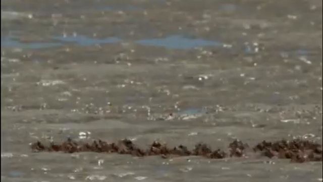 Прилив ,отлив и жизнь на Земле. смотреть онлайн