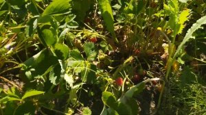 Что такое Гондурас