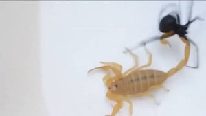 Черная вдова против белого скорпиона