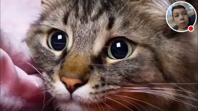 Стрим пиар,оценка,игры,донаты смотреть онлайн