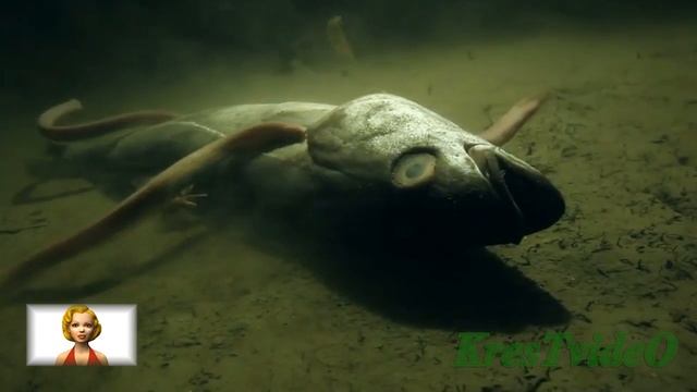 Десятка мало изученных существ морей и океанов .Часть 2. смотреть онлайн