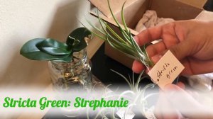 Air Plant Hub: unboxing