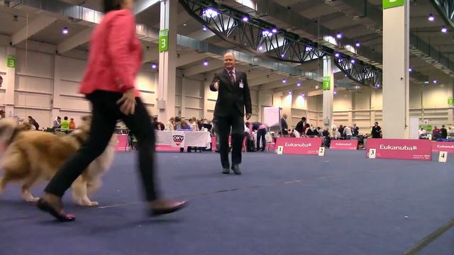 Dog show in Tulln | Hundeausstellung | Выставка собак в Тульне смотреть онлайн