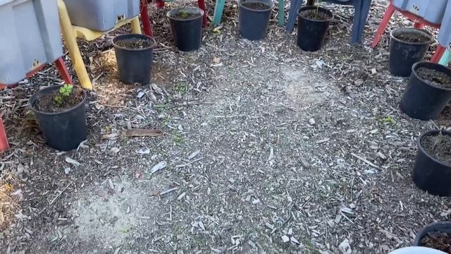 Favorite Way to Garden RAISED BED Grows TONS of Vegetables EASY Year after Year in Tote Small Space смотреть онлайн