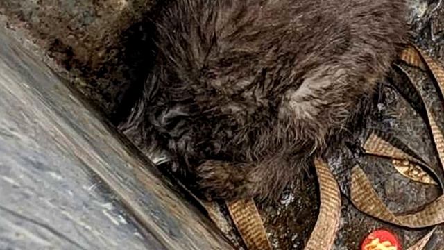 Из мусорного бака торчала кошачья мордочка с огромными испуганными глазами смотреть онлайн