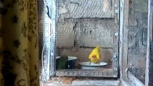 какарики.самка готова к спариванию