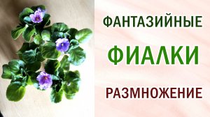 Фиалки "фантазийные". Особенности размножения.Каких деток отсаживать.Сорт и спорт у фиалок. #violet