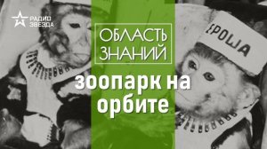 От легендарной Белки до червей. Какие животные побывали в космосе? Лекции зоолога Ильи Гомыранова