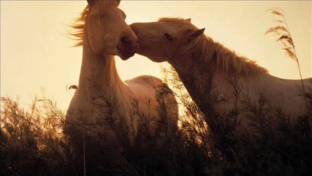 Petrecere Moldovenească cu MUZICA BUNA 2019 смотреть онлайн