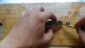 Органы рыбы #2. Язь. Глаза рыбы + жилка которая двигает глаза.