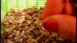 Проращиваю Семечки Подсолнечника