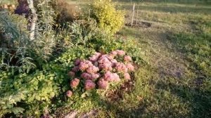Розы из питомника Элит