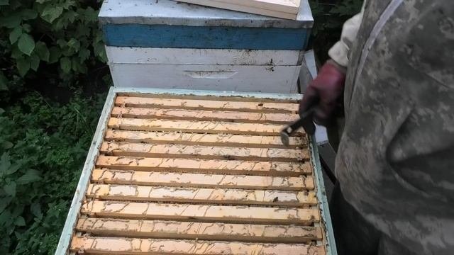 Итог замены матки на маточник, семья развилась и принесла товарный мёд.