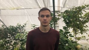 Лимон Юбилейный