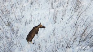 Лоси зимой. 2 бычка сбросили рожки.