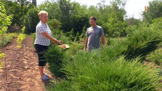 Гибискус, керия, магония. Правила летней обрезки #2. 6 соток 01.07.2019 смотреть онлайн