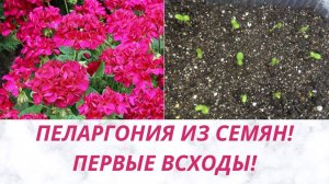 ПЕРВЫЕ ВСХОДЫ Пеларгонии! ВЗОШЛИ НА 2 ДЕНЬ. ОБЗОР.