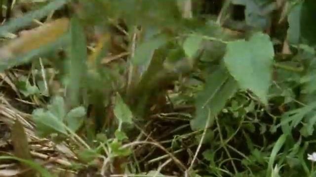 BBC Natural World 1994  Pandas Of The Sleeping Dragon