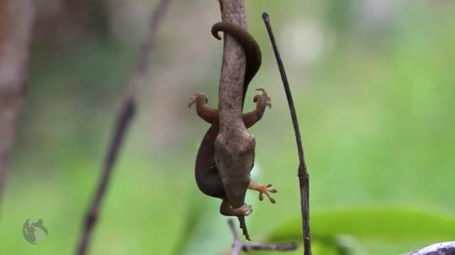 Lemurs of madagascar. Full Documentary смотреть онлайн