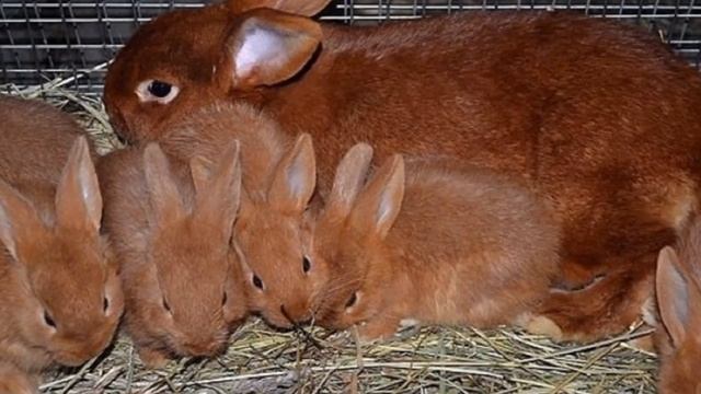 Разведение кроликов бургундской породы как бизнес | Бургундские кролики