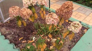 Гортензия БоБо и Ванилла Фрайз.  Осенняя  обрезка.  Подготовка к зиме.