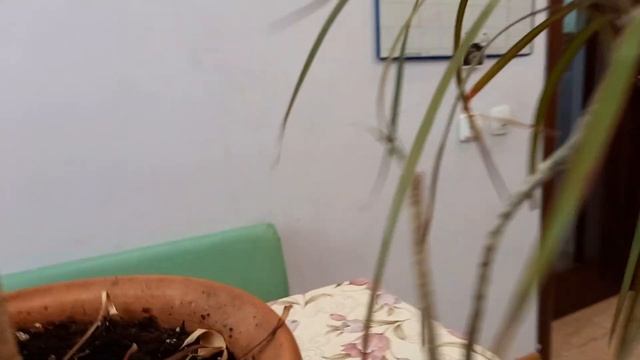 Что делать, если сломалась пальма драцена? смотреть онлайн