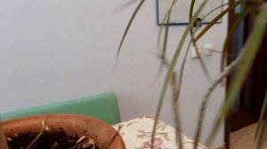 Что делать, если сломалась пальма драцена?