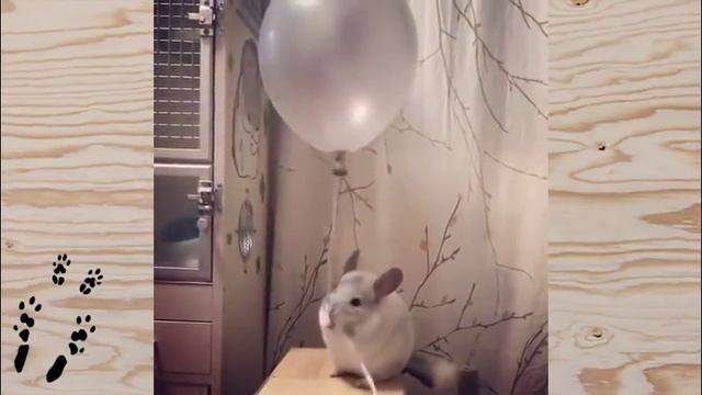 Лучшие приколы про ШИНШИЛЛ! Смешные ШИНШИЛЛЫ! Funny chinchillas❤#12