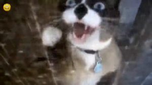 смешние кошки мяукают милие котята