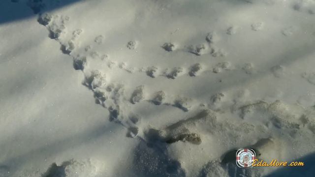 Тайга. Февраль 2020. Покорение снежной сопки
