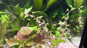 Эксперимент- комнатные растения в аквариуме.