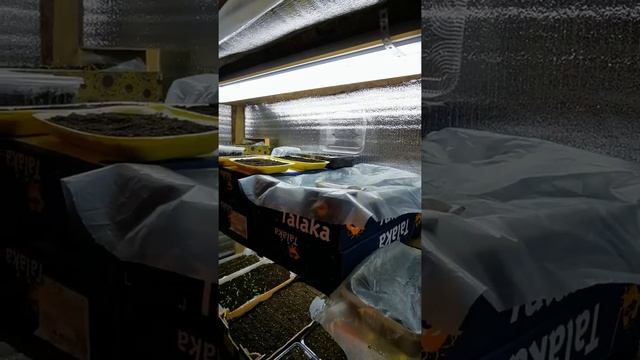 Мини теплица для рассады цветов с подсветкой своими руками