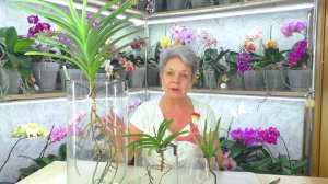 Орхидеи без грунта. Отрезаю детку у Орхидеи Ванда. Ванда ГОРЯЧАЯ ФУКСИЯ и Аскоценда ЦЕРКОВЬ МОННЫ.