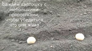 Сажаем КАРТОШКУ В СДВОЕННЫЕ РЯДЫ / САМОДЕЛЬНАЯ КАРТОФЕЛЕСАЖАЛКА