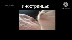 Кот танцует под музыку (мемы)