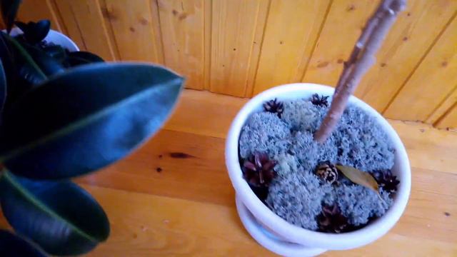 Мои комнатные ратения август 2019 смотреть онлайн