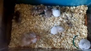 Как я убираюсь у сирийских хомяков | сколько их у меня?!😨