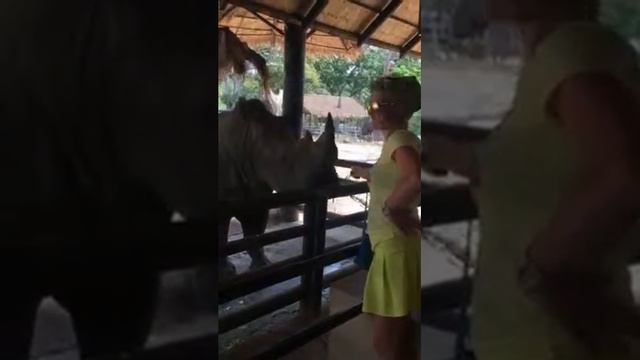 Тайланд, Паттайя, зоопарк Кхо Кхе. Кормление носорога. смотреть онлайн