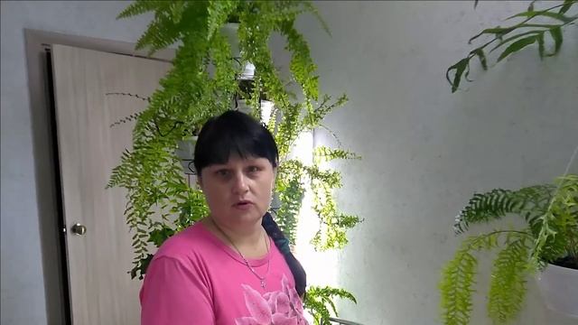 #Цветут_СТРЕПТОКАРПУСЫ и ХОЙЯ // Покупки //А капуста-то ВКУСНАЯ! смотреть онлайн