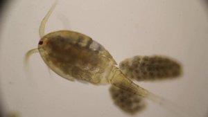 Веслоногий рачок циклоп (лат. Cyclopidae) в объективе микроскопа