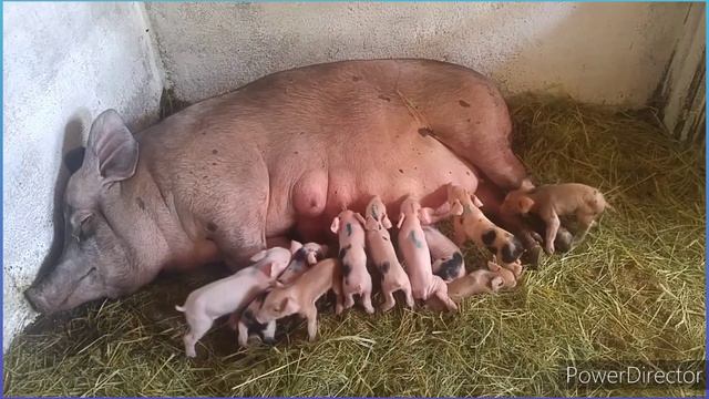 Настреляла их как из пулемёта!!!! Первая кормёшка. Супер выводок смотреть онлайн