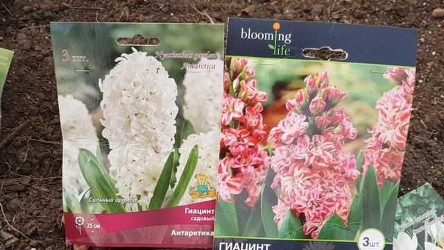 Цветочные композиции из луковичных/Посадка луковичных в вазоны / [Тюльпаны, нарциссы, крокусы и тп