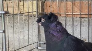 Шикарные узбекские двухчубые голуби. Tauben. Pigeons