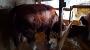 Откорм быков Герефордов изменения после 2х месяцев