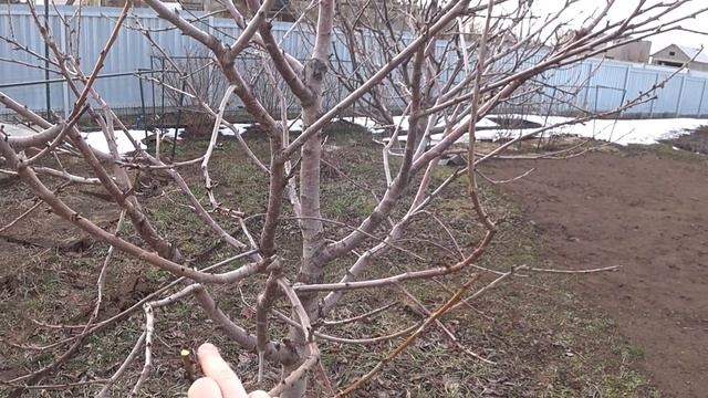 Быстрая и ПРОСТАЯ ОБРЕЗКА ЧЕРЕШНИ весной, если дерево обрезается летом